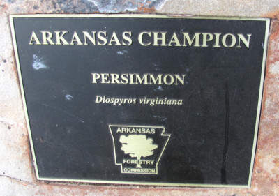 AR Forestry Commission Plaque - Champion Persimmon