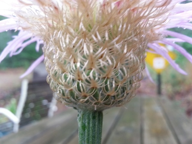 Centaurea americana - Basketflower