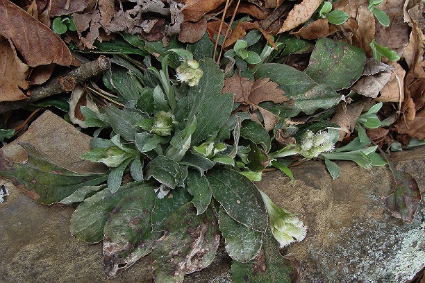Flowering stems among old basal leaves.  Stems initially recumbent, then upright.