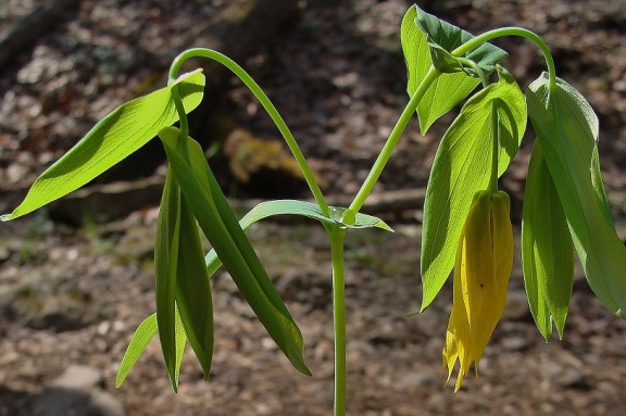 Photo 7 – Branched stem of a mature large-flowered bellwort (Uvularia grandiflora) in bloom.