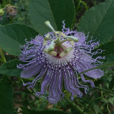 Know Your Natives – Purple Passionflower