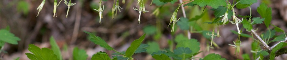 Missouri Gooseberry - Ribes missouriense