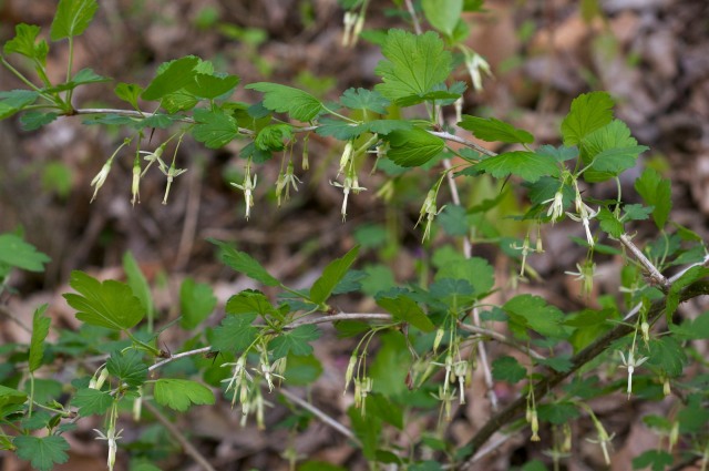 Missouri Gooseberry - Ribes missouriense