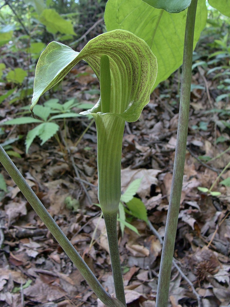 Know Your Natives Jack In The Pulpit Green Dragon Arkansas Native Plant Society
