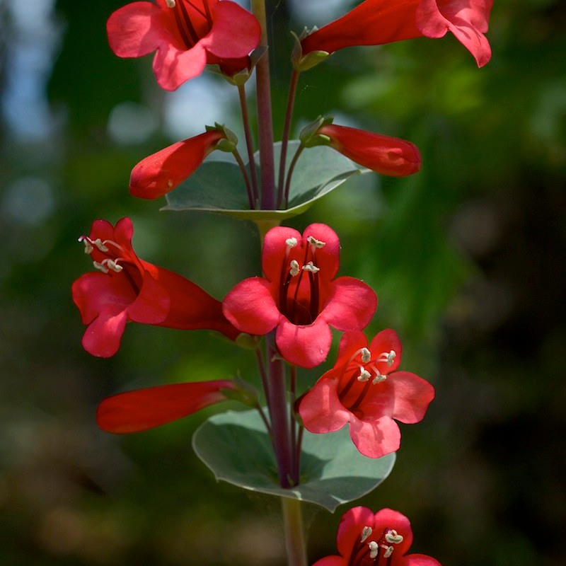 Neat Plant Alert – Scarlet Beardtongue