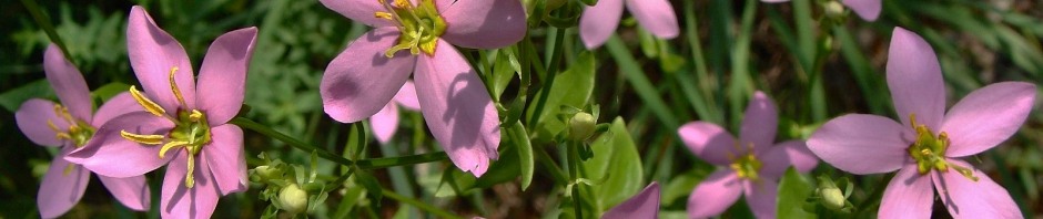 Rose Pink - Sabatia angularis