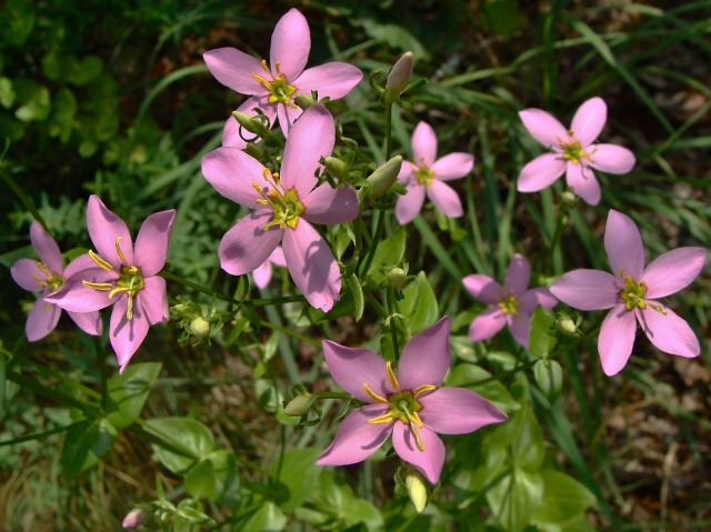 Rose Pink - Sabatia angularis
