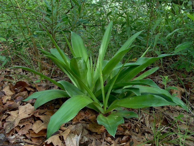 False Aloe - Manfreda virginica