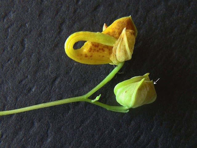 Jewel Weed - Impatiens capensis