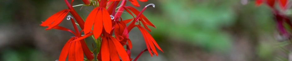 Cardinal flower - Lobelia cardinalis