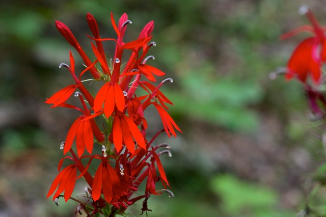 Cardinal flower - Lobelia cardinalis