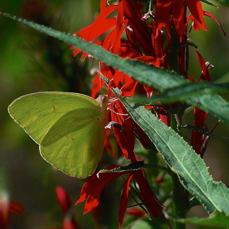 Know Your Natives – Cardinal Flower