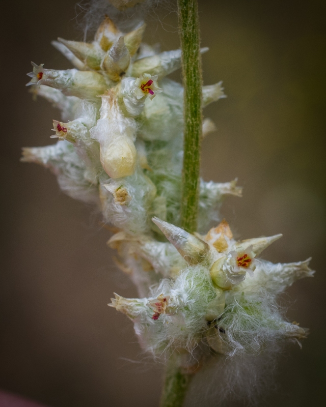 Cottonweed - Floelichia floridana