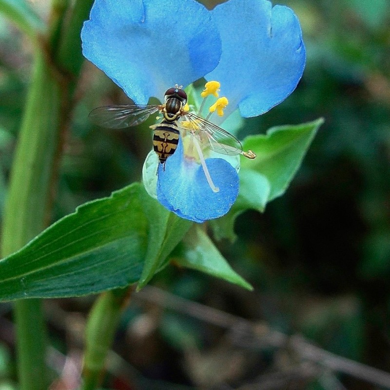 Know Your Natives – Virginia Dayflower