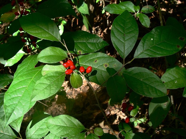 Spicebush - Lindera benzoin