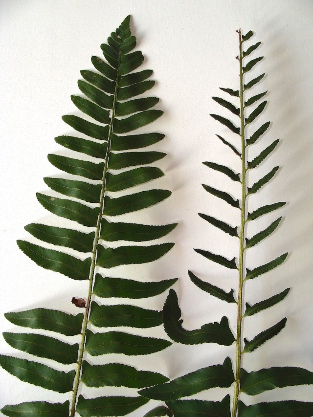 Christmas Fern - Polystichum acrostichoides