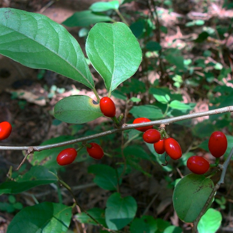 Know Your Natives – Spicebush