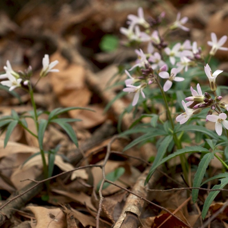 Know Your Natives – Cut-Leaf Toothwort
