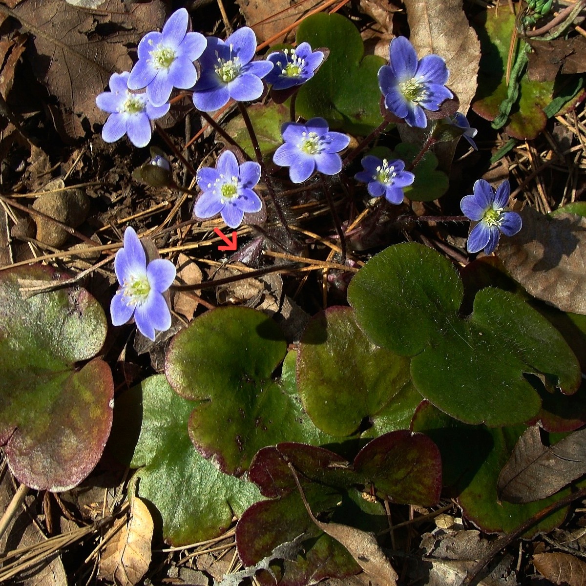 Know Your Natives – Round-Lobe Hepatica