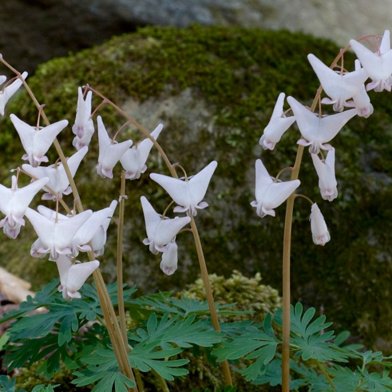 Know Your Natives – Dutchman’s Breeches