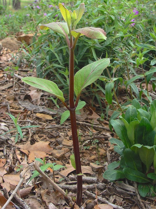 Red Wing Milkweed - Asclepias variegata