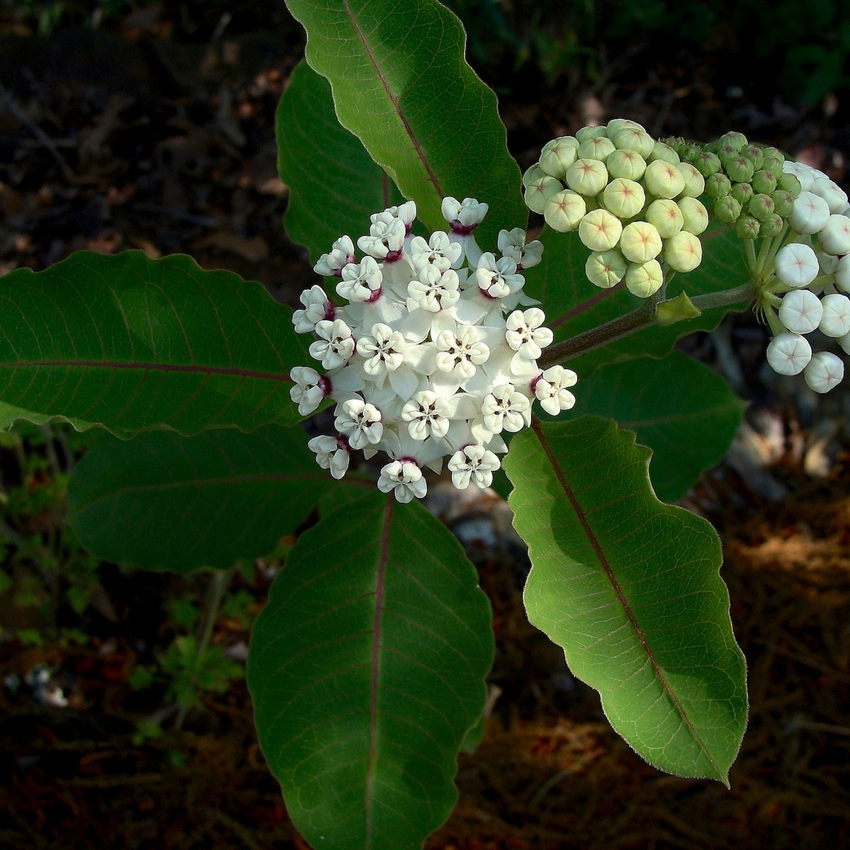 Know Your Natives – Red-Ring Milkweed