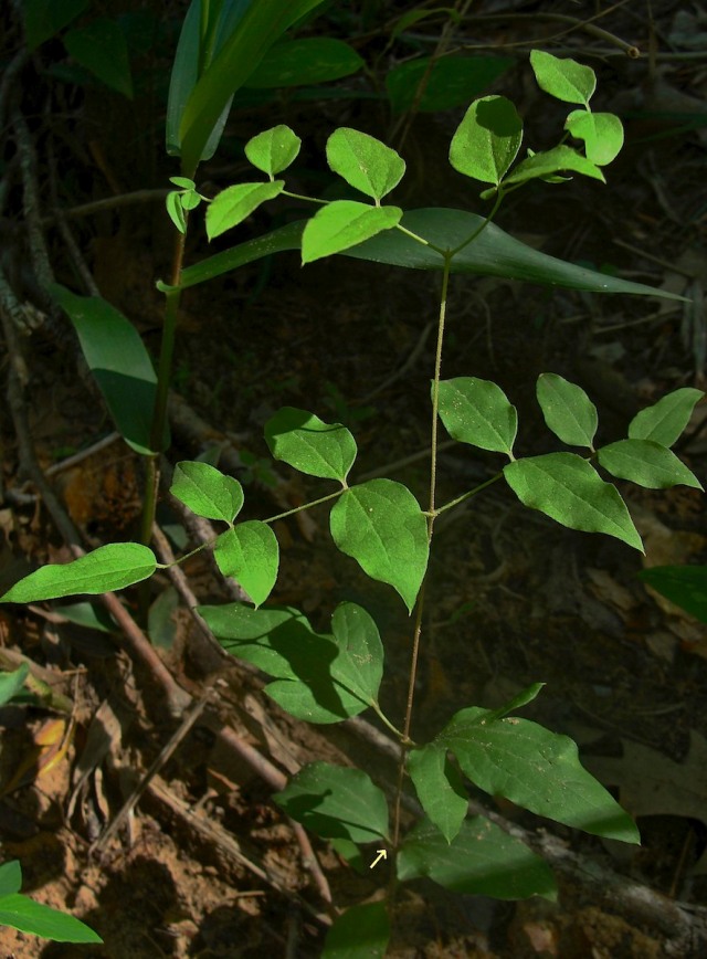 Netleaf leatherflower - Clematis reticulata
