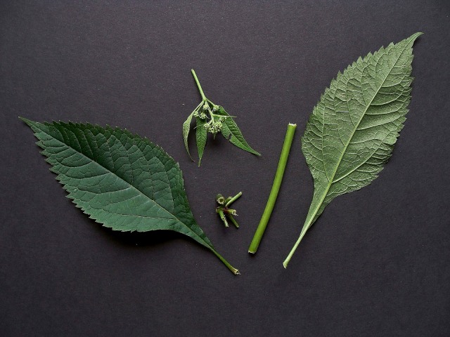 Joe Pye Weed - Eutrochium purpureum