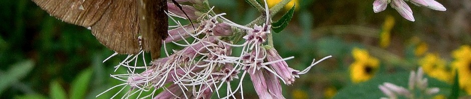 Joe Pye Weed - Eutrochium purpureum