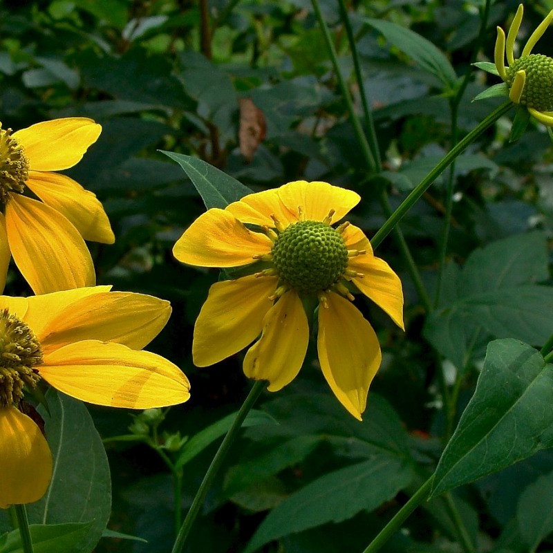 Know Your Natives – Cut-Leaf Coneflower