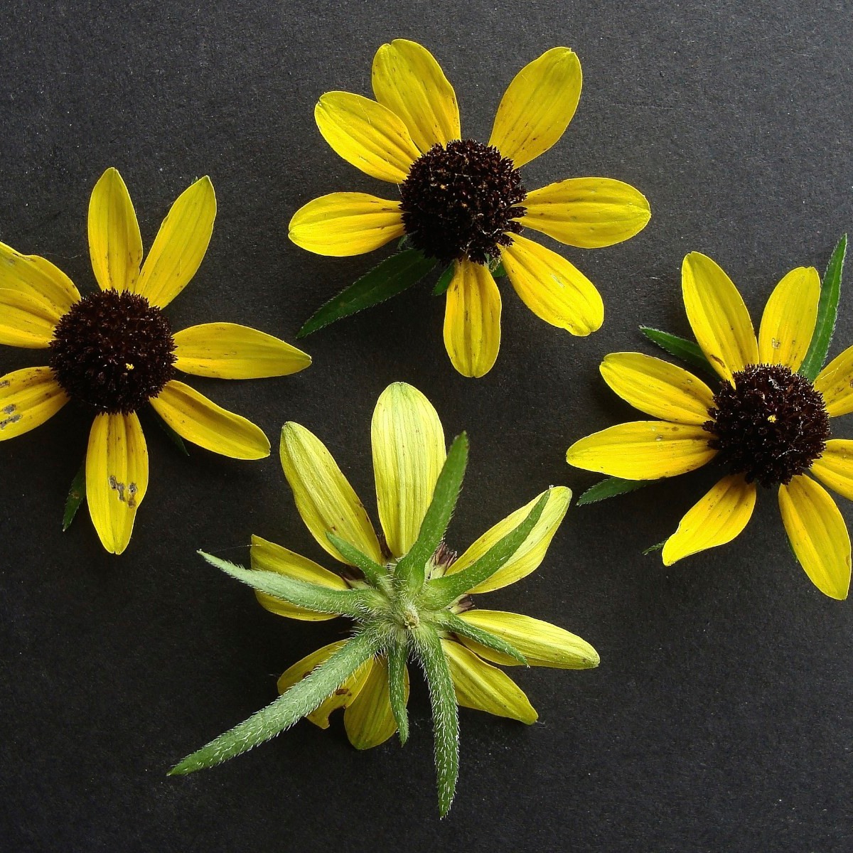 Know Your Natives – Brown-Eyed Susan