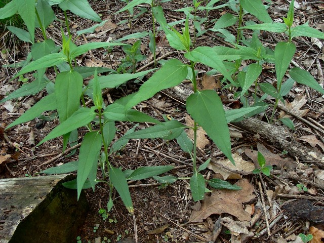 Woodland sunflower - Helianthus strumosus