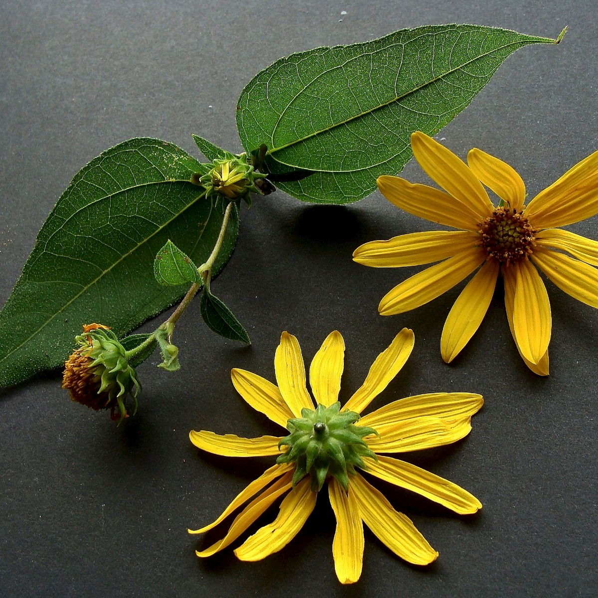 Know Your Natives – Woodland Sunflower – Helianthus strumosus