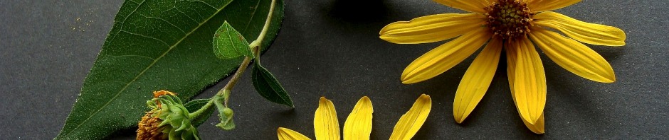 Woodland sunflower - Helianthus strumosus