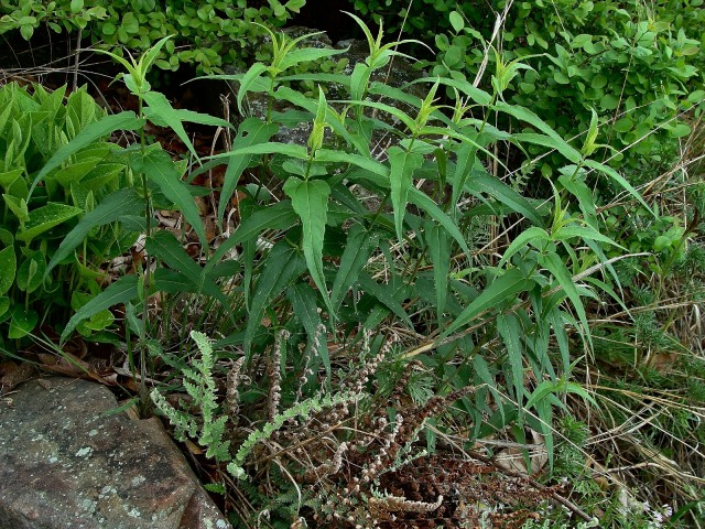 Woodland sunflower - Helianthus divaricatus