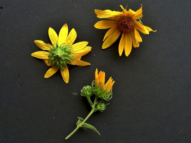 Woodland sunflower - Helianthus divaricatus