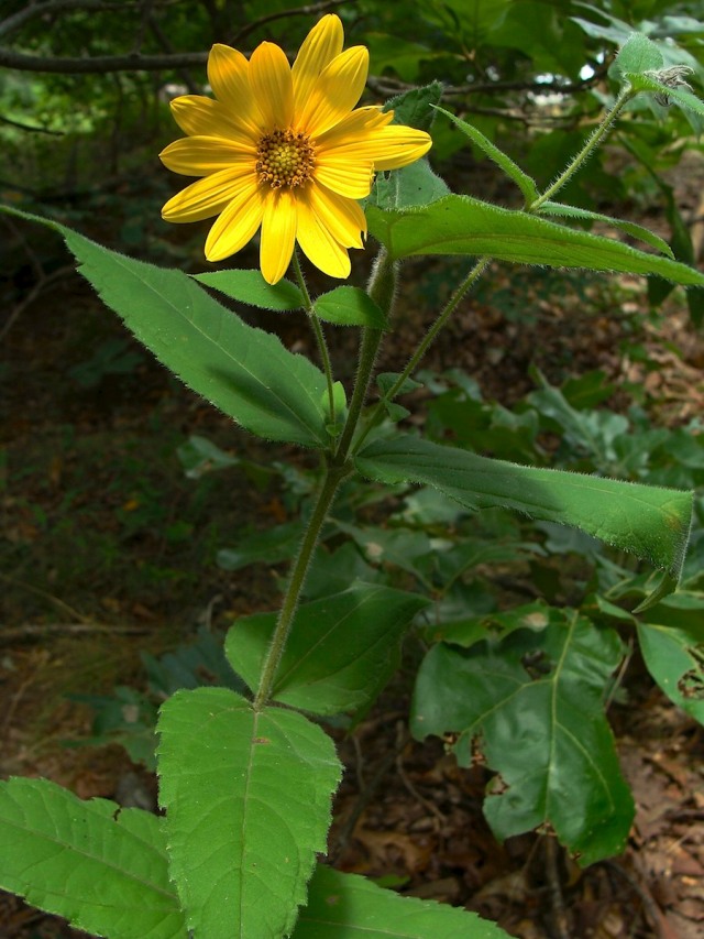Woodland sunflower - Helianthus hirsutus
