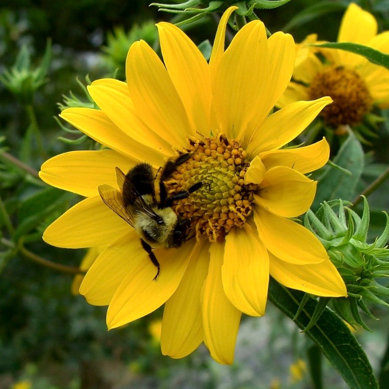 Know Your Natives – Woodland Sunflower – Helianthus divaricatus