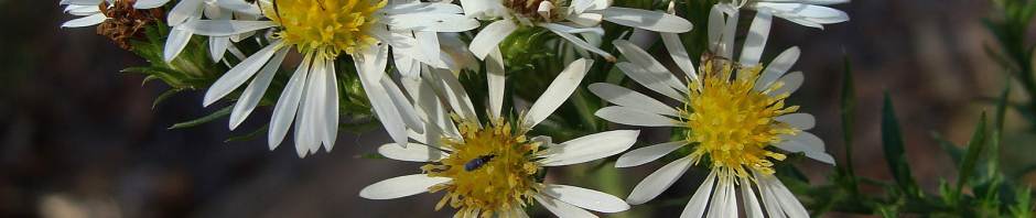 White oldfield aster - Symphyotrichum pilosum