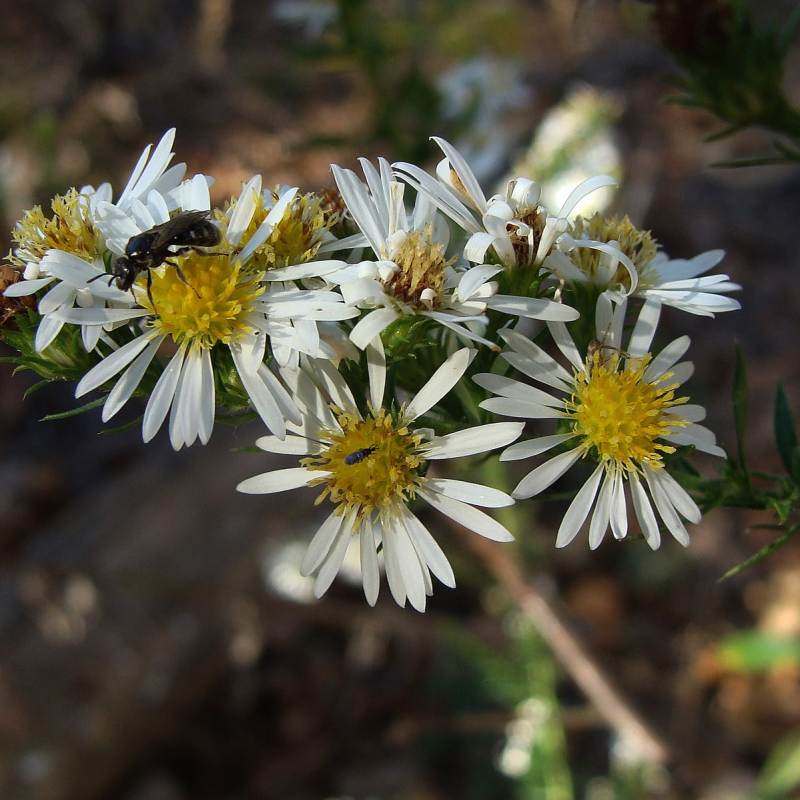 Know Your Natives – White Oldfield Aster