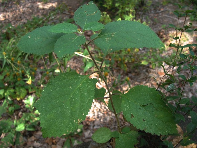 Beautyberry - Callicarpa americana