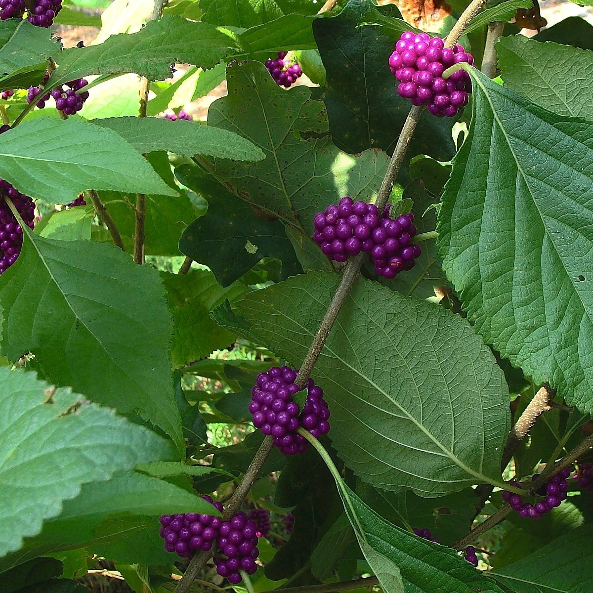 Know Your Natives – Beautyberry