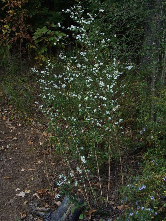 White oldfield aster - Symphyotrichum pilosum