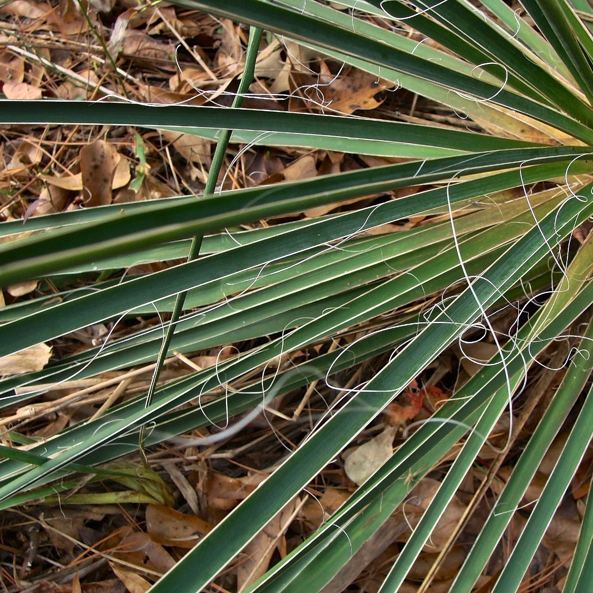 Know Your Natives – Arkansas Yucca