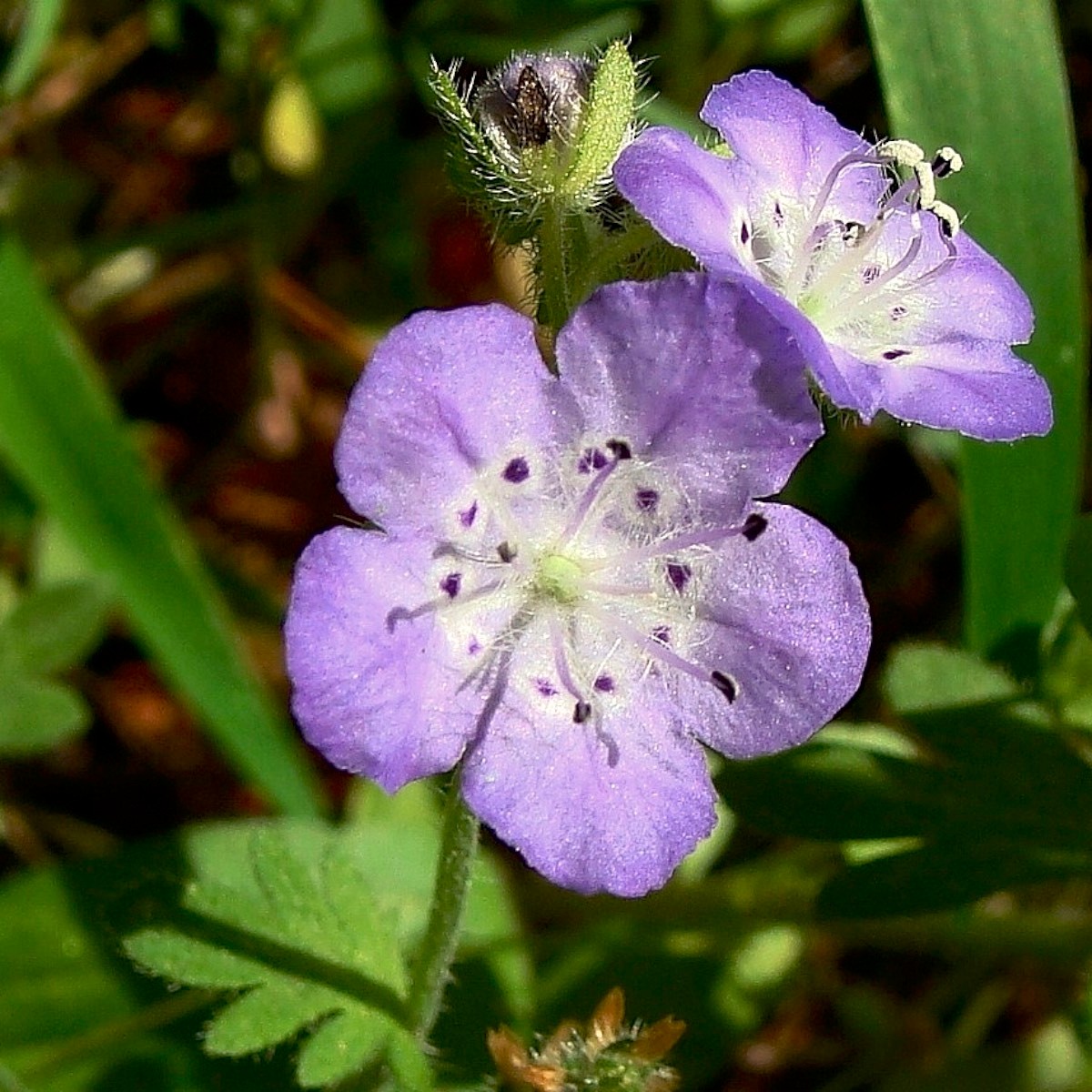 Know Your Natives – Hairy Phacelia