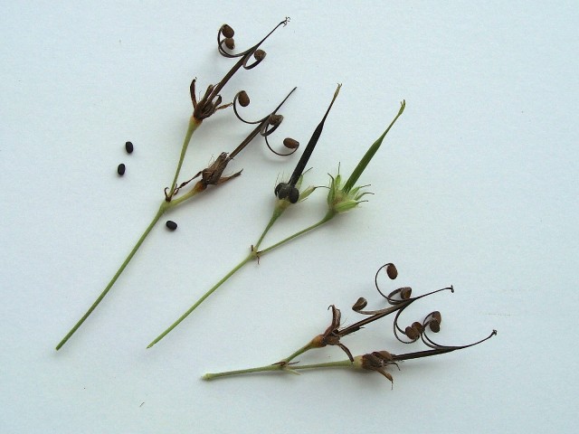 Wild Geranium - Geranium maculatum
