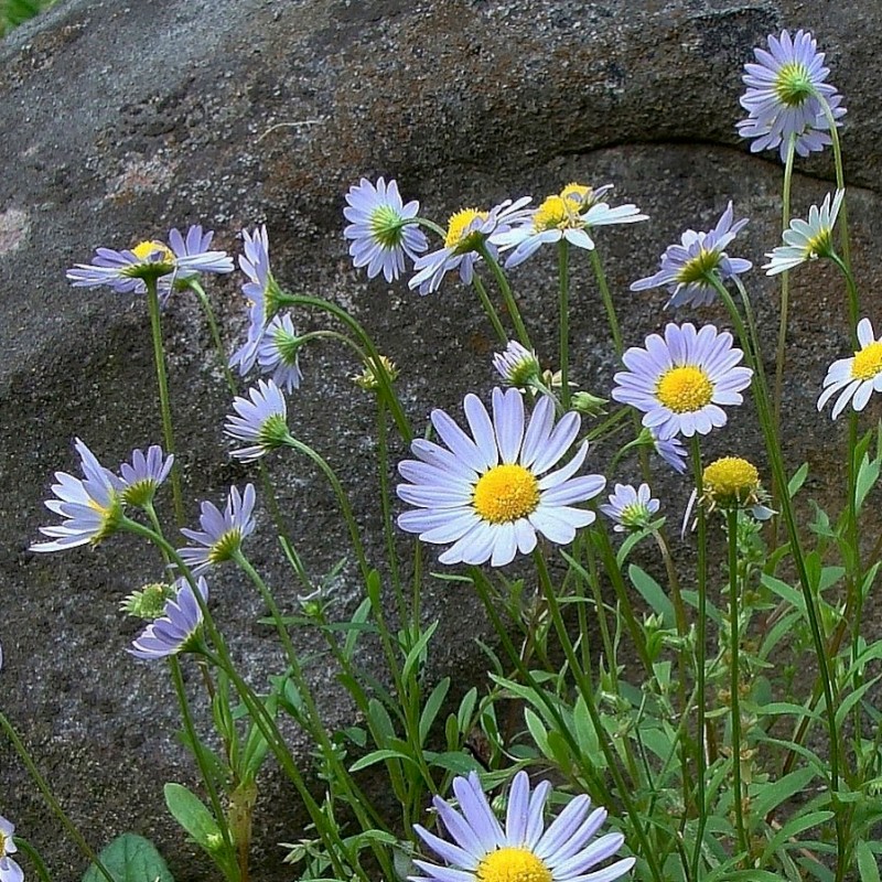 Know Your Natives – Western Daisy
