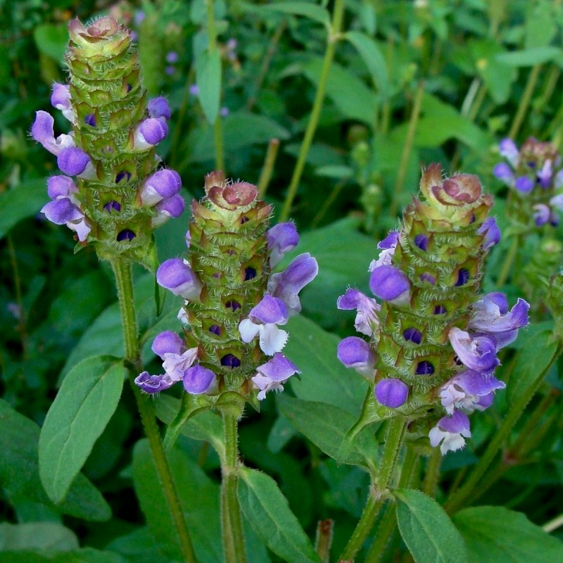 Know Your Natives – Self-Heal