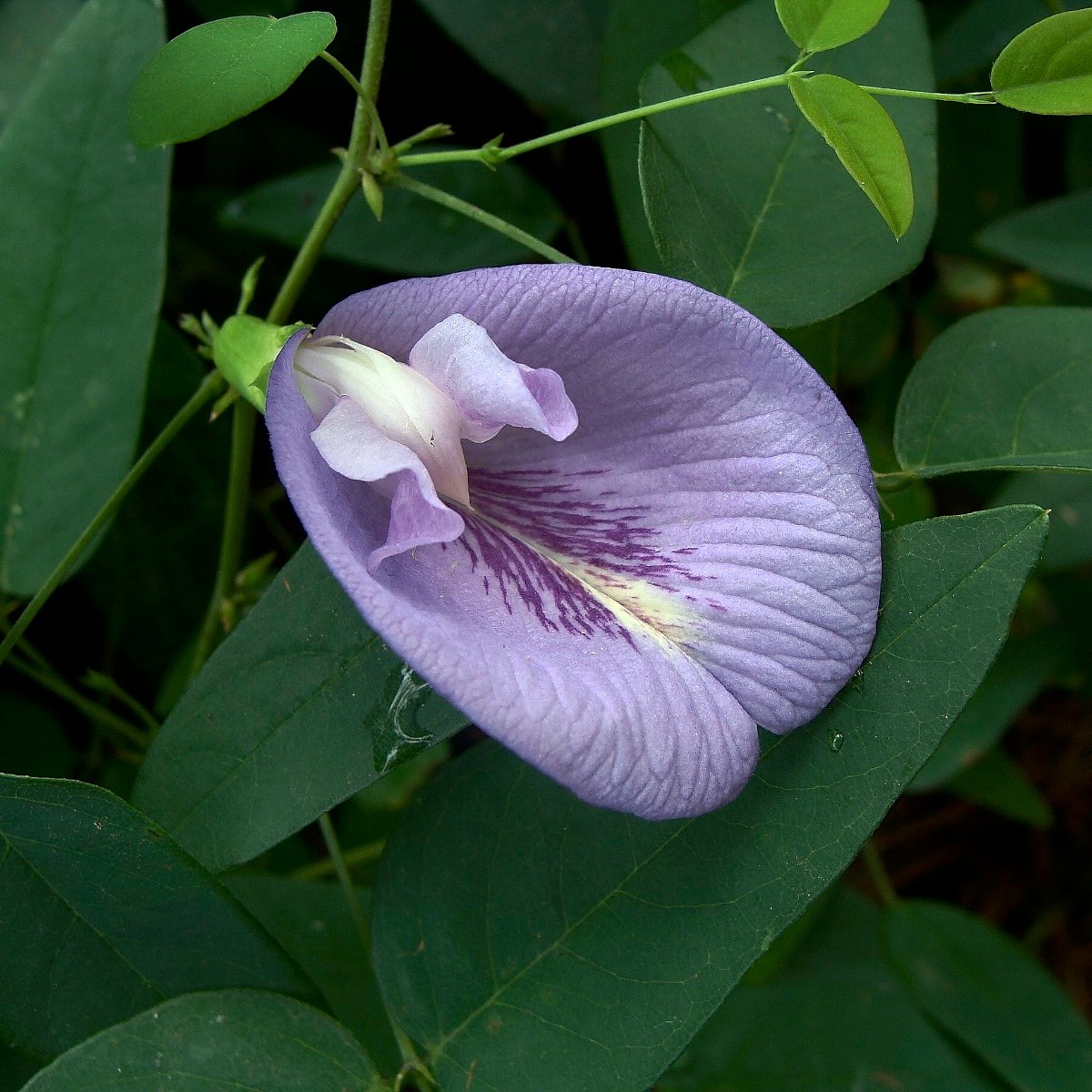 Know Your Natives – Butterfly Pea