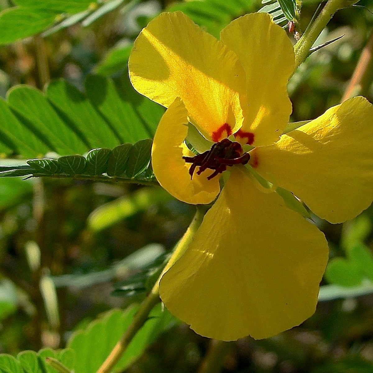 Know Your Natives – Showy Partridge Pea